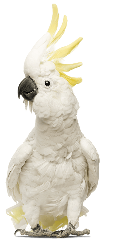 Cockatoo standing to attention