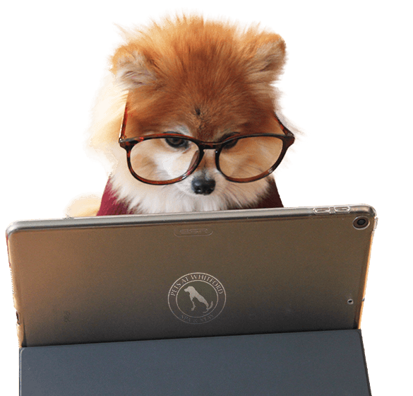 Dog on ipad