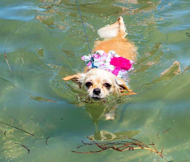 Small dog swimming at the beach