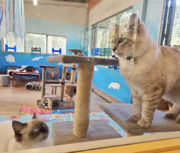 Cats playing in boarding area