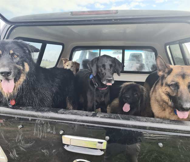 Dogs in the back of ute