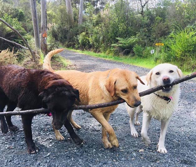 Dogs holding large stick