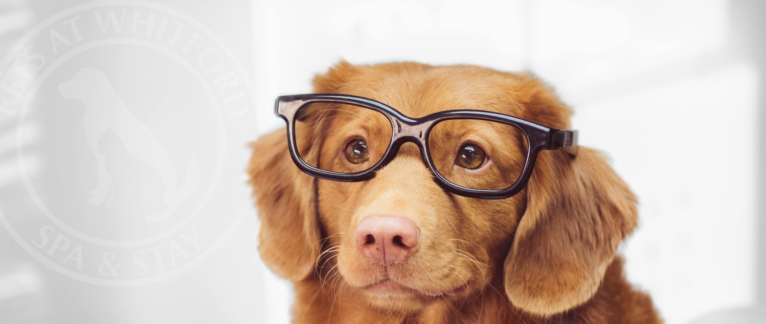 Dog wearing glasses