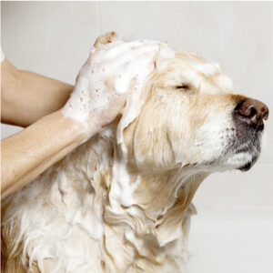 Dog being washed