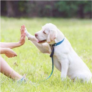 Dog giving high five