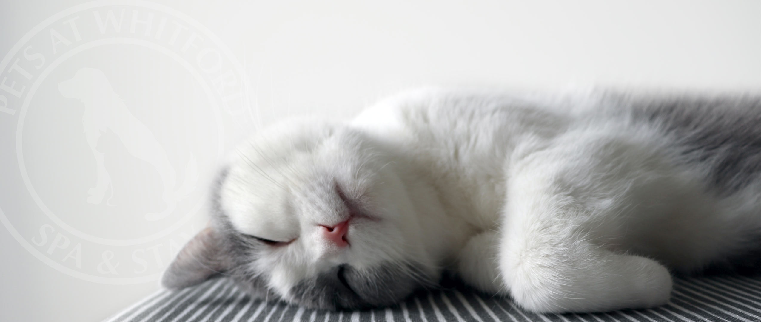 Cat sleeping on mat