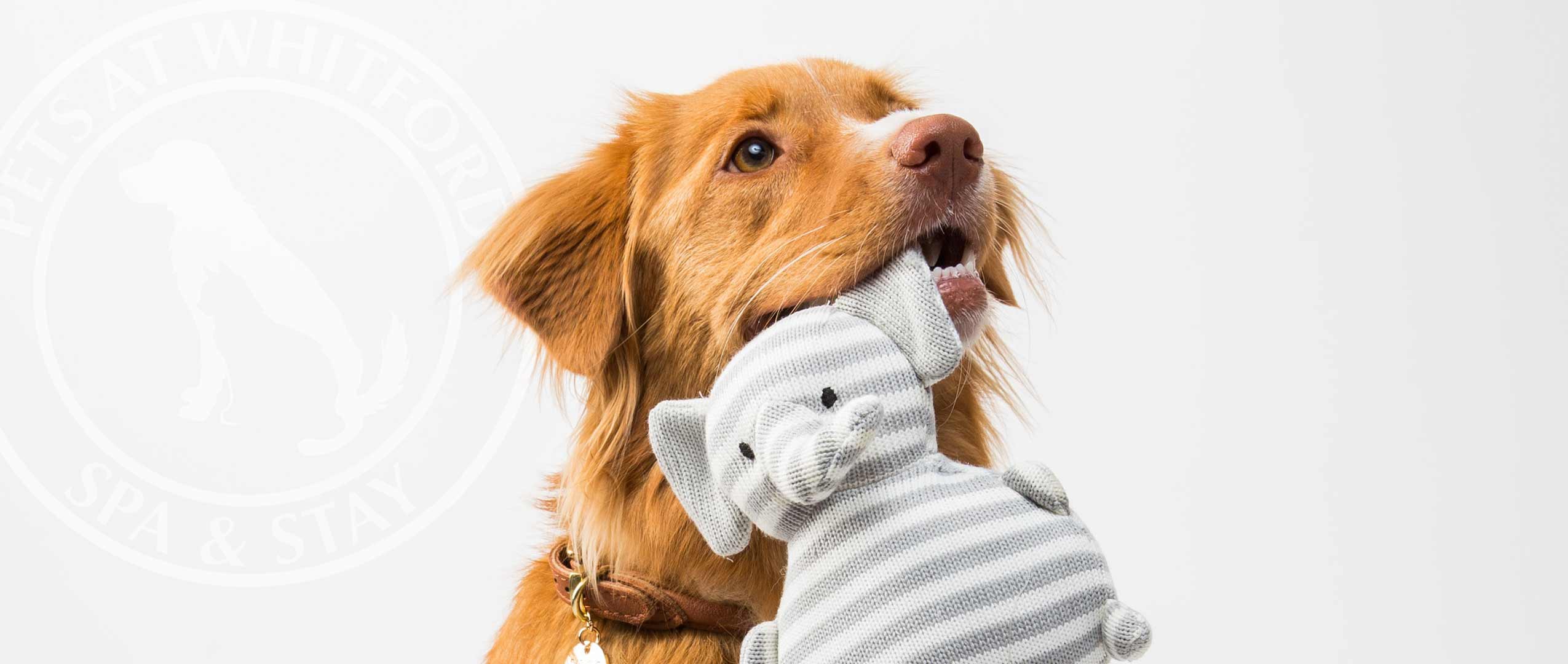 Dog holding toy elephant