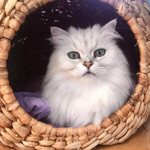 Cat sitting in basket