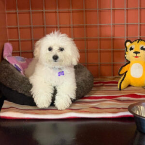 Dog sitting in clean kennel