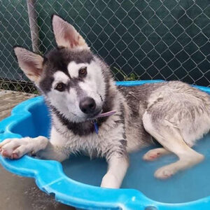 Dog sitting in bath