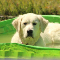Dog lying in pool