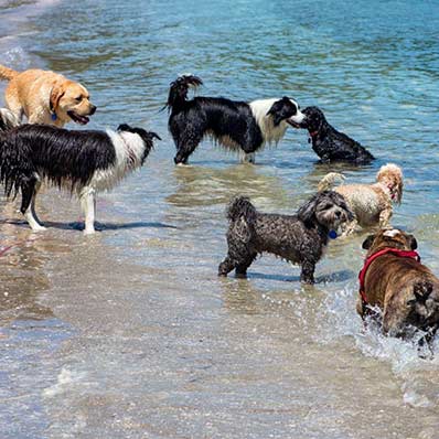Dogs walking in water at the beach