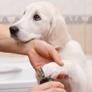 Puppy having nails trimmed