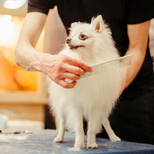 Dog being groomed