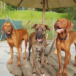 Three dogs standing under umbrella